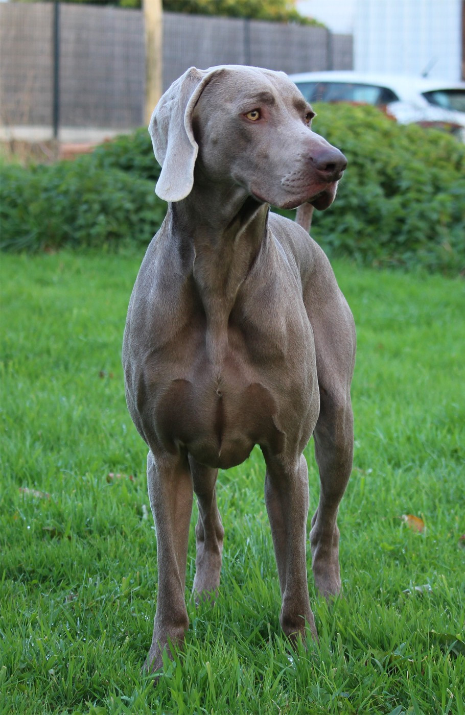 Exposition nationale de Niort - Spéciale de race