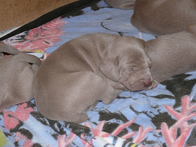 Secret de Lune - Chiots Darcy / D'Just : 2 semaines 1/2