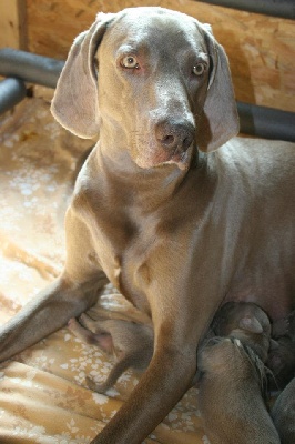 Secret de Lune - Chiots Enjoy / D'Just a dream