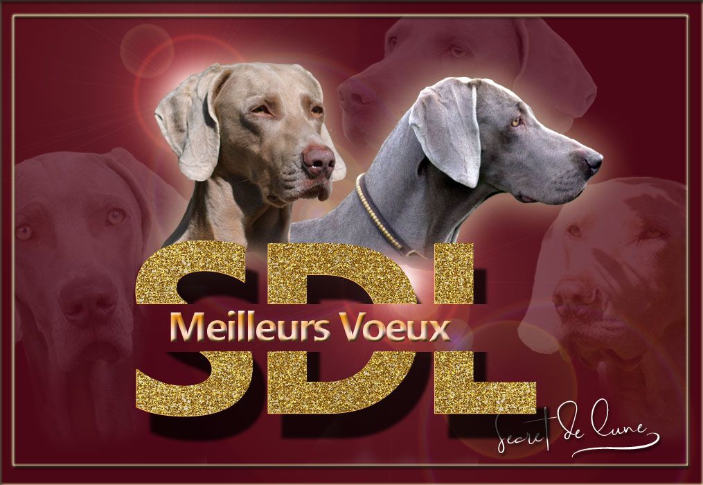 Secret de Lune - Joyeuses fêtes