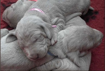 Secret de Lune - Chiots Floh / D'Just