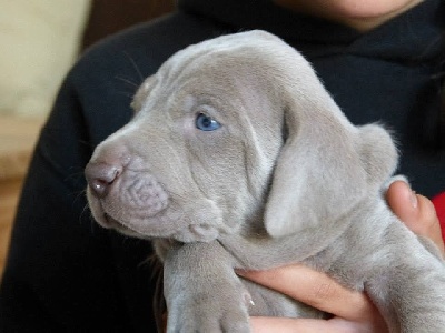 Secret de Lune - Album photos des chiots de Bliss